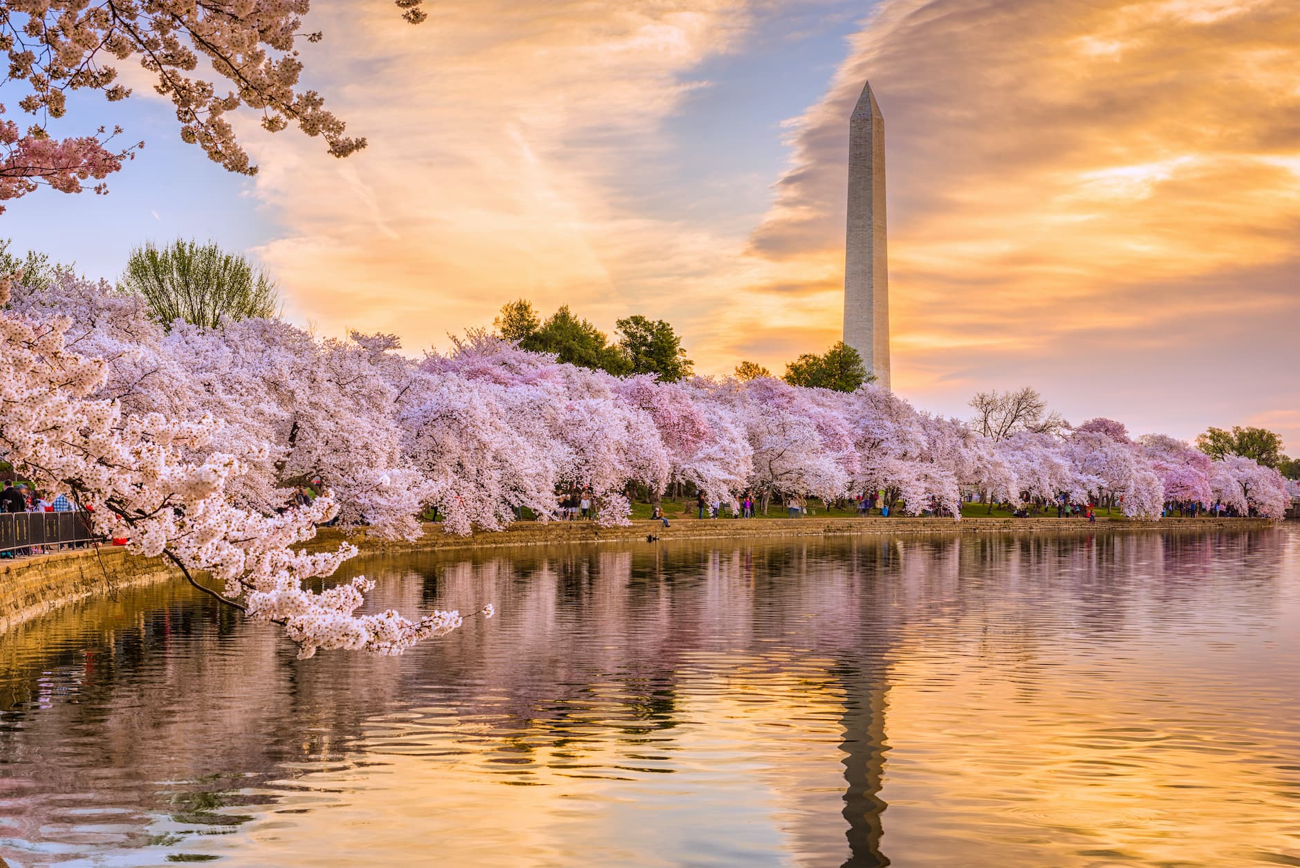 Picture of cherry blossoms in the spring.